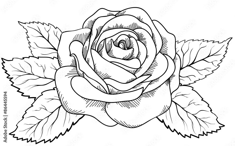 BearyWishes - Cardmaking and Papercrafter Rose coloring pages, Butterfly colorin