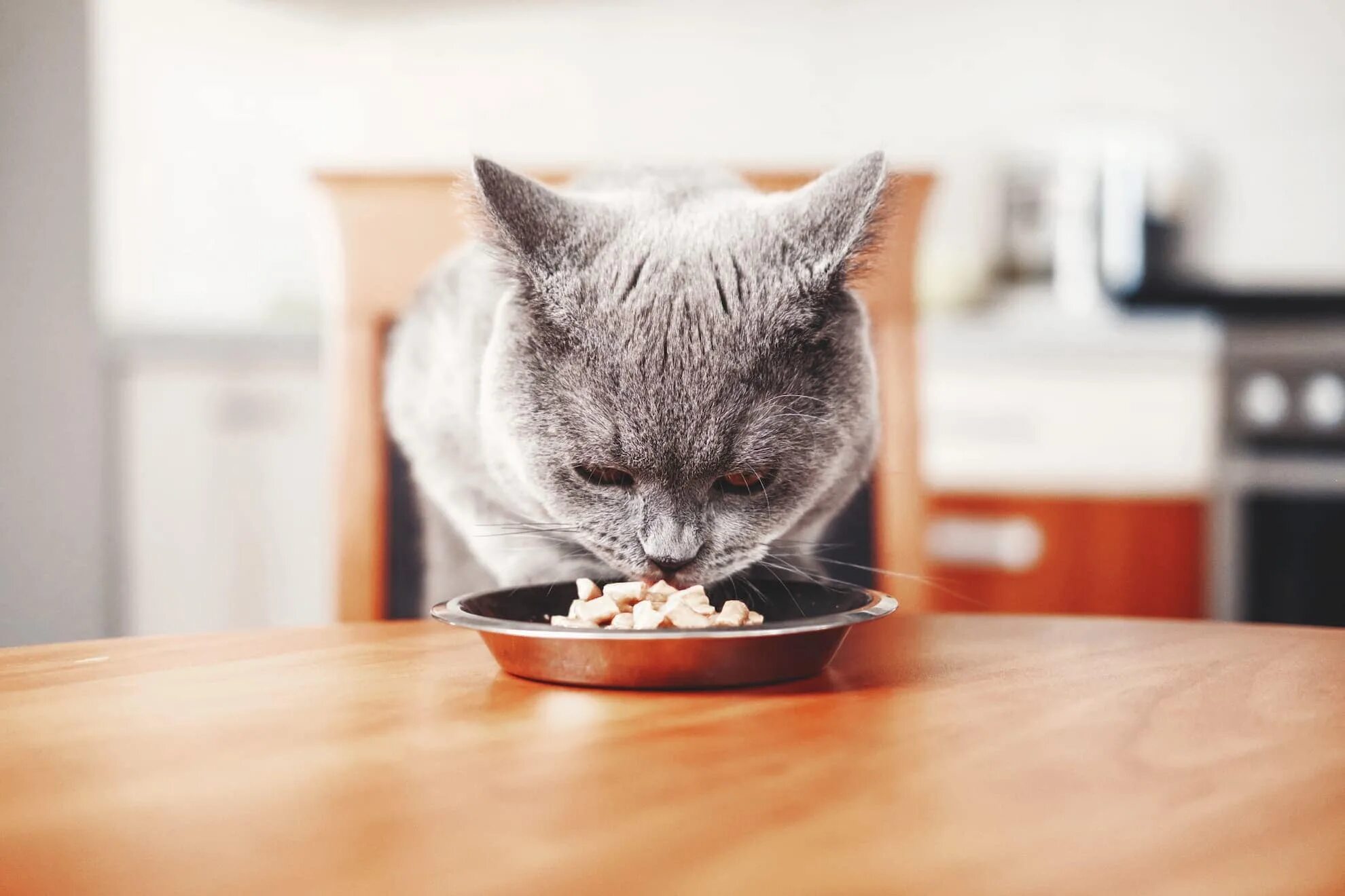 Отказ от еды у кошек. Котик ест. Котик кушает фото. Кот ест из миски. Серый кот ест.