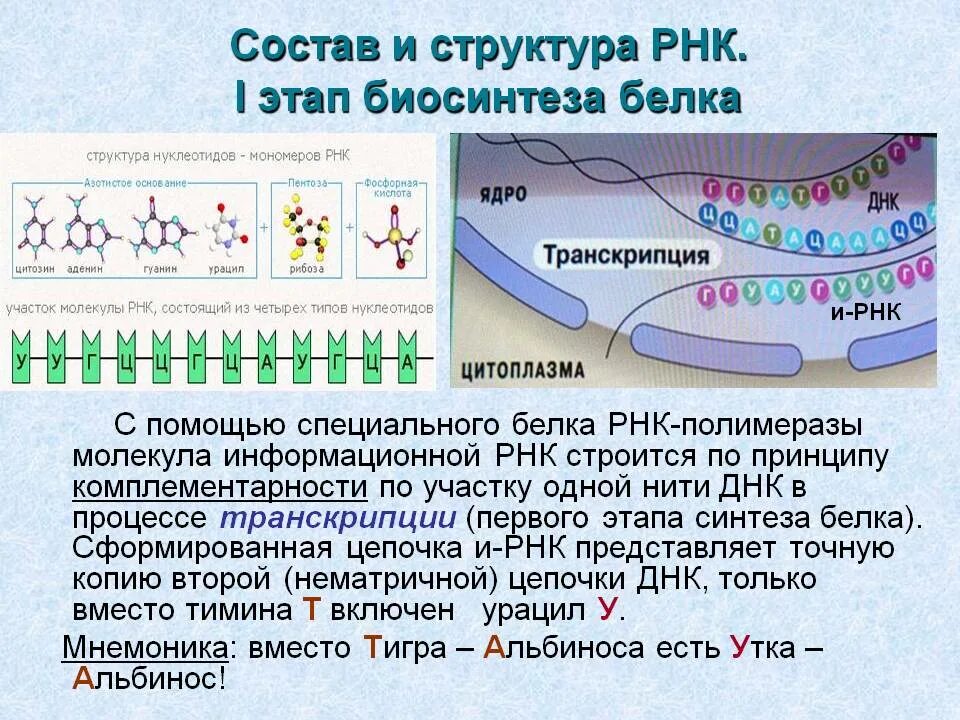 Роль нуклеиновых кислот в синтезе белка. Транскрипция Синтез белка. Транскрипция и трансляция в биологии. Нуклеиновые кислоты РНК.