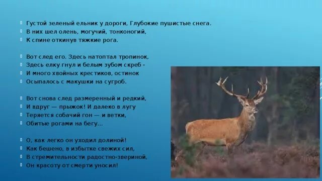 Стих про оленя. Олень могучий Тонконогий. Густой зелёный ельник у дороги Бунин. Стих Бунина про оленя. Стихотворения густой зеленый ельник