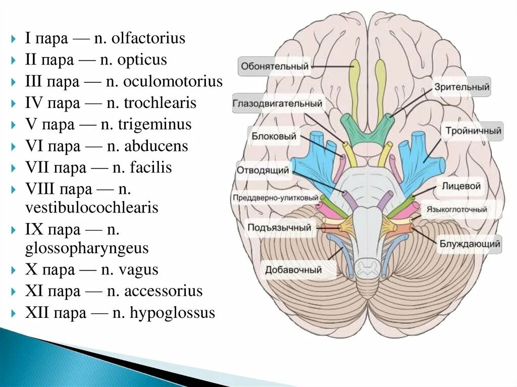 Нервные узлы черепных нервов. Черепные нервы анатомия анатомия. 12 Пар черепно мозговых нервов анатомия. Анатомия 1-12 пар черепно-мозговых нервов. Головной мозг 12 пар черепно мозговых нервов.