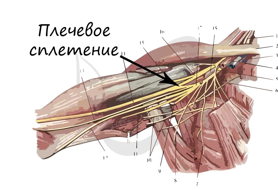 Нервы плечевого сплетения анатомия. Подкрыльцовый нерв анатомия. Плечевое сплетение подмышечный нерв. Аксиллярный нерв анатомия.