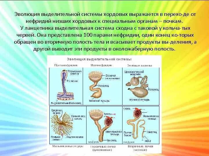 Какие почки у позвоночных животных