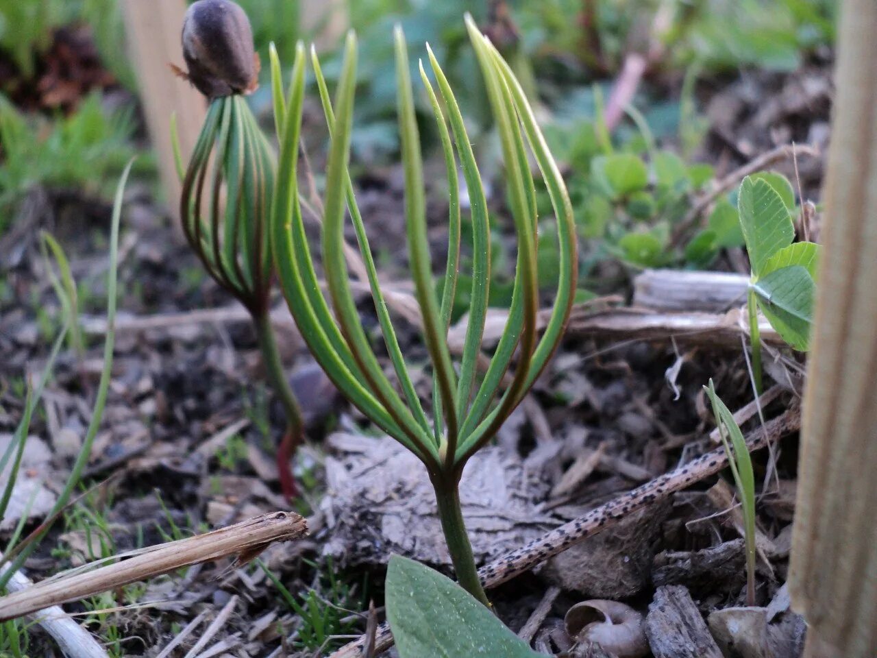 Кедр сибирский прорастить. Можно вырастить кедр из орешков. Всходы кедра. Можно вырастить кедр из орешков. Можно вырастить кедр из орешков.