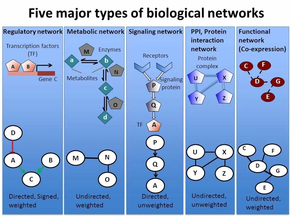 13 network. Biological computational system. scientific inference. kopos biological networks. types of majority.