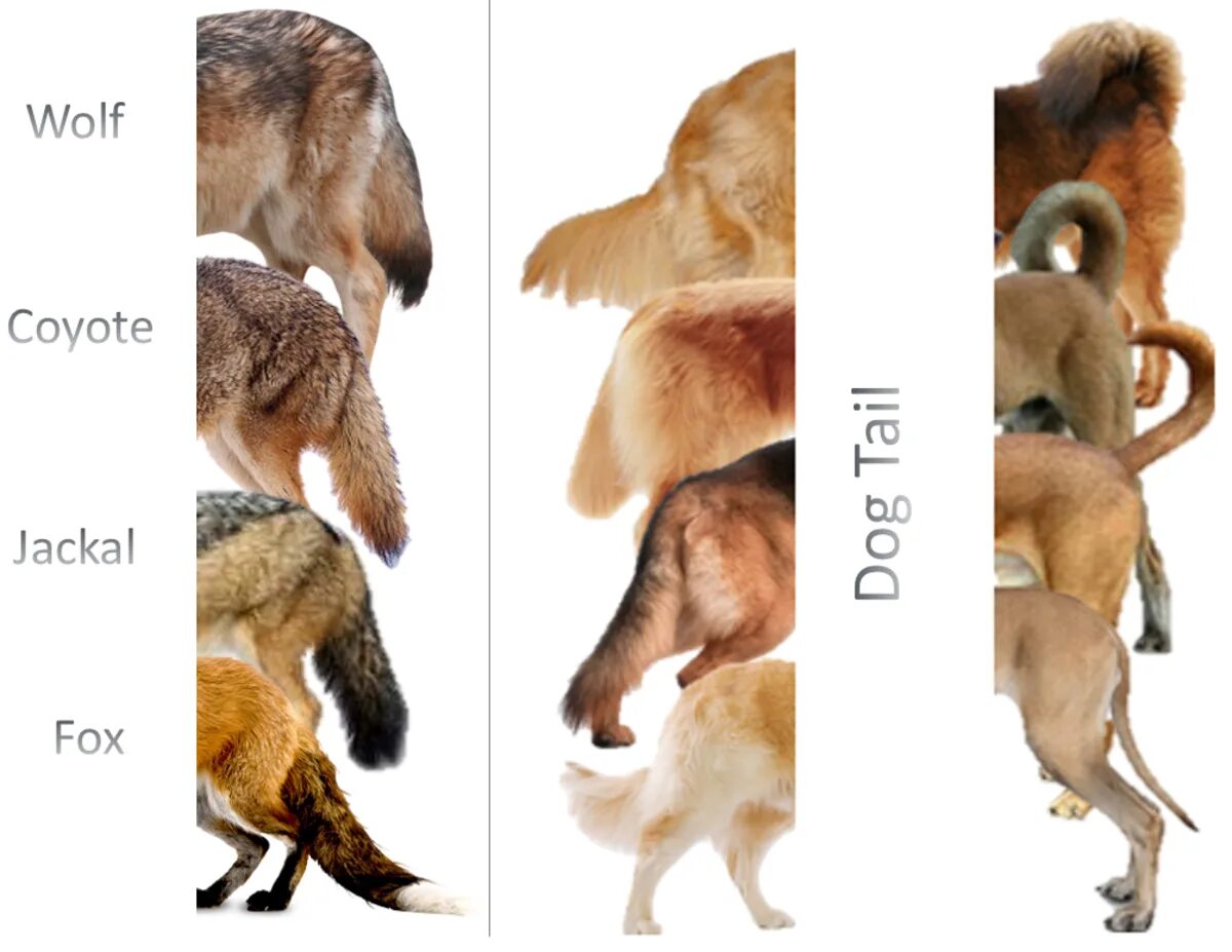 Отличие койот Шакал лиса волк. Отличие волка от собаки. Хвост волка и собаки отличия. Как различить волка от собаки.