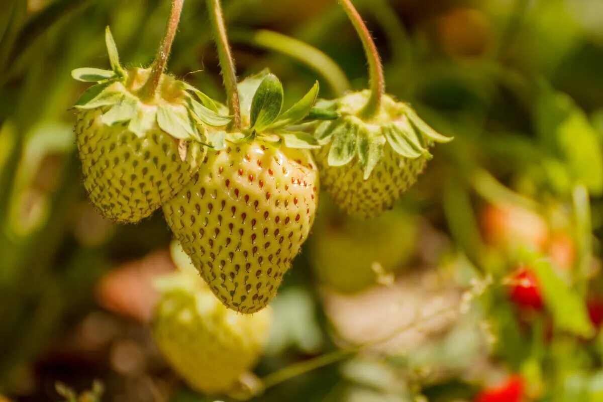 Сочный ароматный плод. Земляника зелёная Fragaria viridis. Земляника Сахалинская. Земляника Лесная желтая. Спелая клубника ягоды.