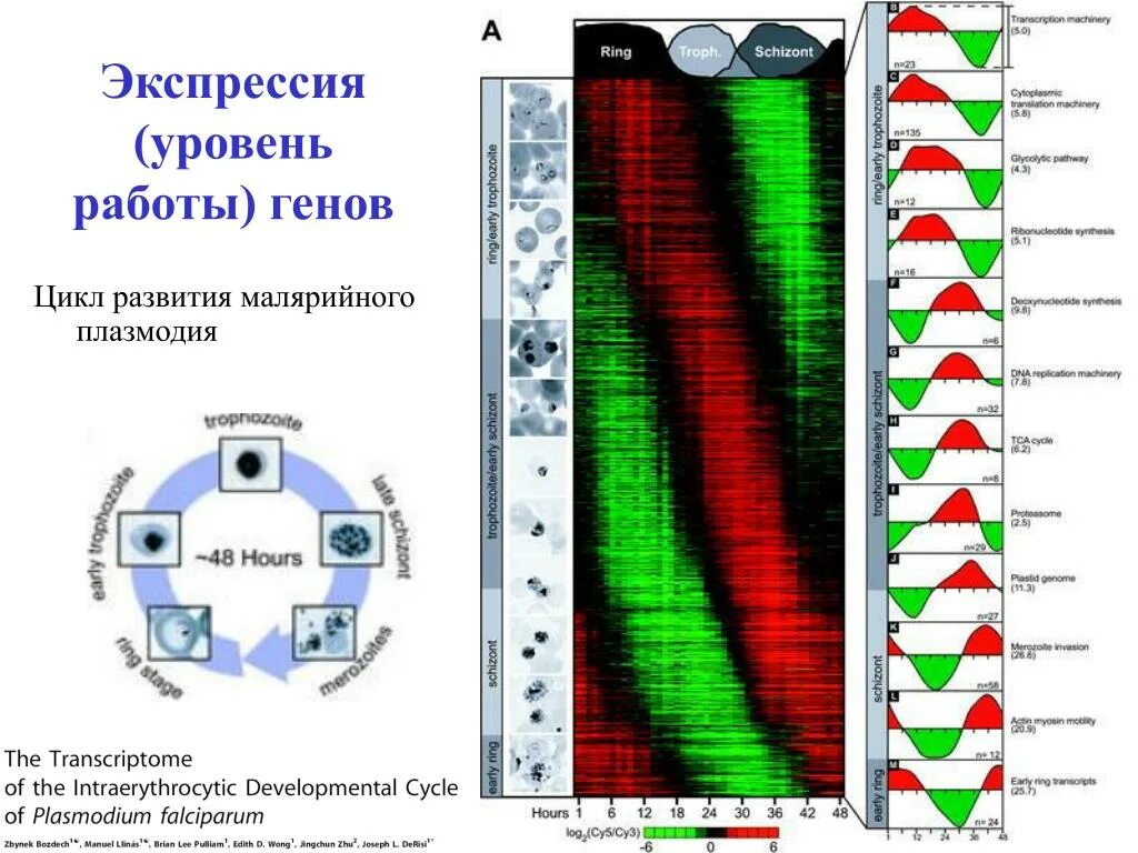 Контроль экспрессии. Уровни экспрессии генов. уровень экспрессии. уровень экспрессии гена. определение экспрессии генов.