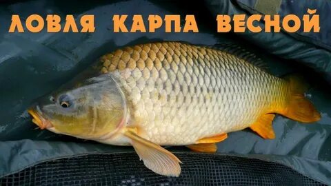 Карп весной на удочку