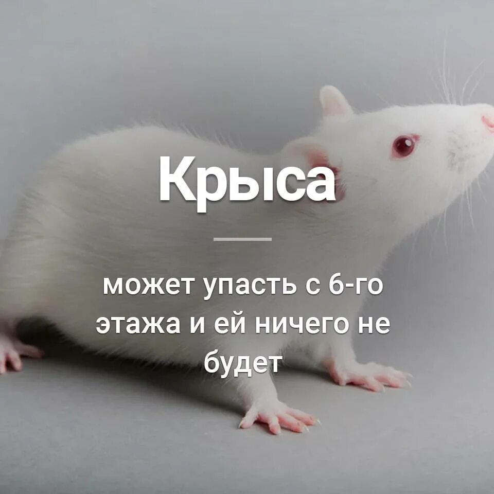 Картинки крысы с надписью. Факты о крысах. Интересные факты о крысах. Забавные факты о декоративных крысах. Интересные факты крыски.