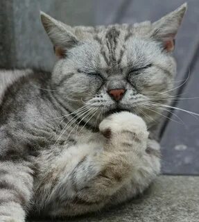 Коту скучно