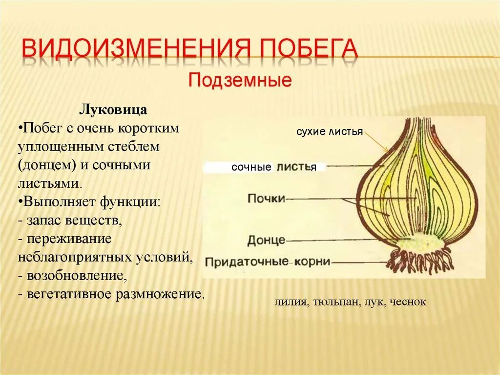 Какое строение имеет луковица биология. Строение видоизмененных побегов клубень. видеизмененая робеги луковицы 6 класс биология. видоизменение побегов клубнелуковица. строение видоизмененных побегов луковицы лука.