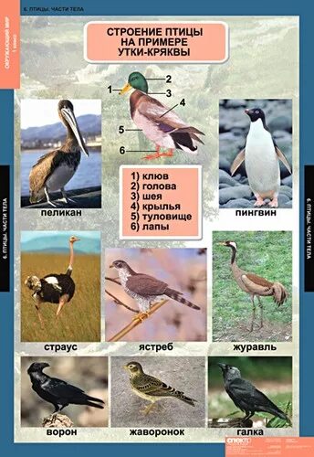 оседлые птицы. костные птицы примеры названия. перелетные птицы и зимующие птицы для детей. оседлые зимующие и перелетные птицы. оседлые птицы названия.