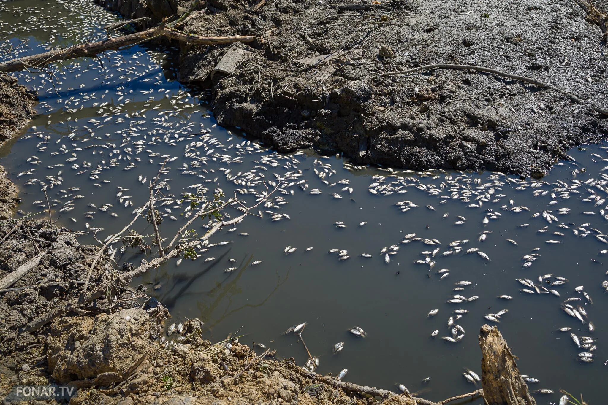 Пересыхание водоемов. Осушение водоемов. Осушенное озеро. Осушение озер. Пруд сокращение