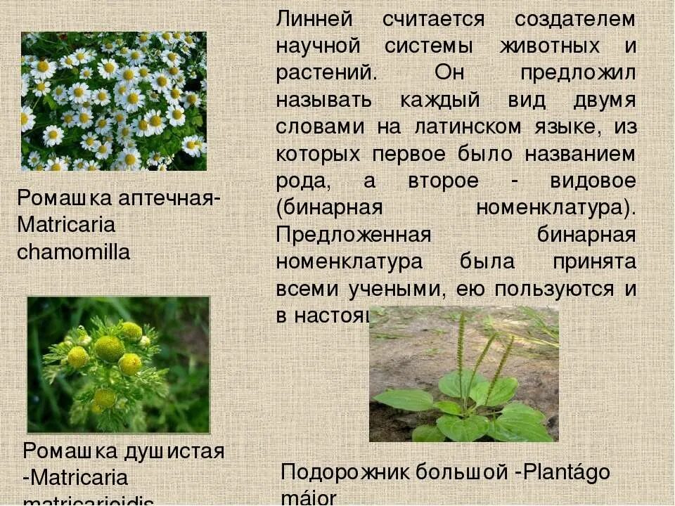 Линней дал видам латинские названия. Видовые названия растений. видовые названия растений и животных. научные названия растений. названия растений на латыни.