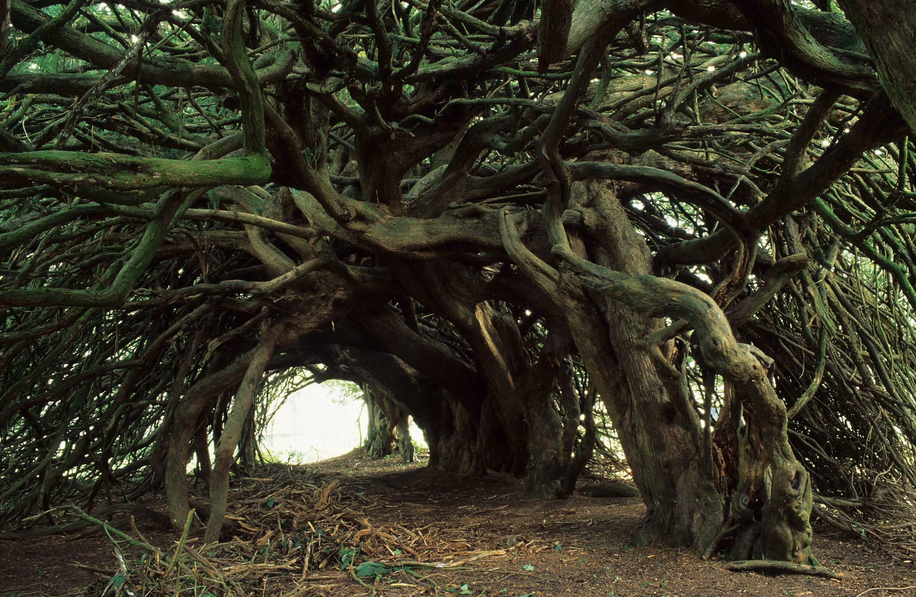 Ancient trees. Альбион yew wood. ancient tree. yew tree. yew tree aesthetic.