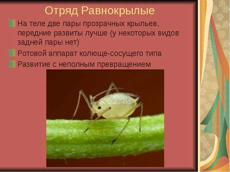Отряд равнокрылые представители. Отряд равнокрылые строение крыльев. отряды насекомых равнокрылые. равнокрылые насекомые представители.