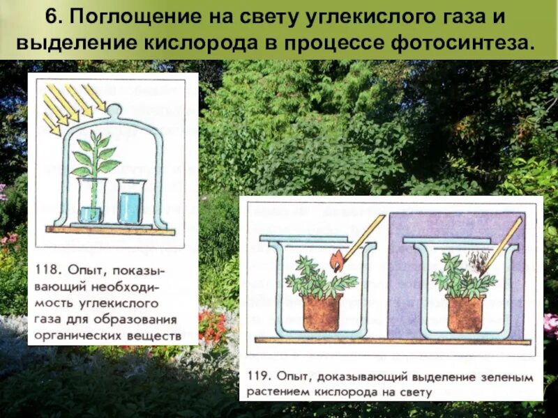 Выделяет ли вода кислород. Растения выделяют кислород. Опыт выделение кислорода растениями. Опыт доказывающий фотосинтез растений. Опыт выделение кислорода на свету.