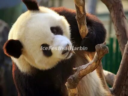Panda order