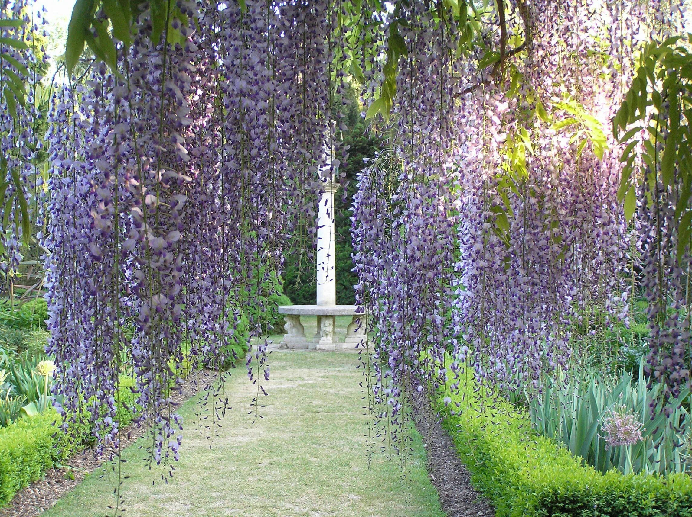 Глициния macrobotrys. Глициния Вистерия морозостойкая. Глициния китайская. Wisteria floribunda macrobotrys.