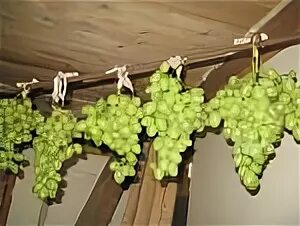 Виноград северных широт магнитогорский