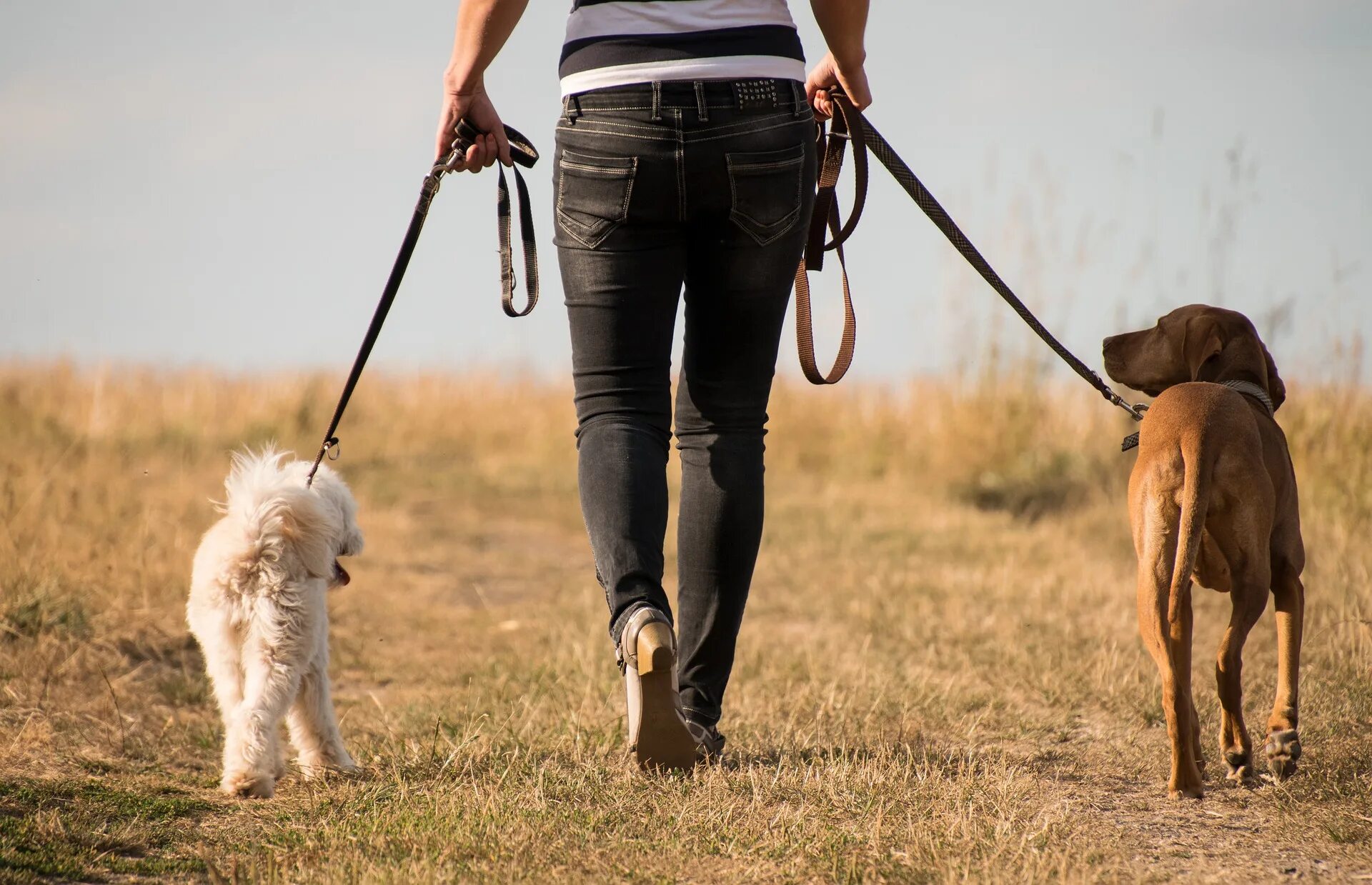 Walking pet. Прогулка с собакой. Собака с хозяином на прогулке. Поводок для собак.