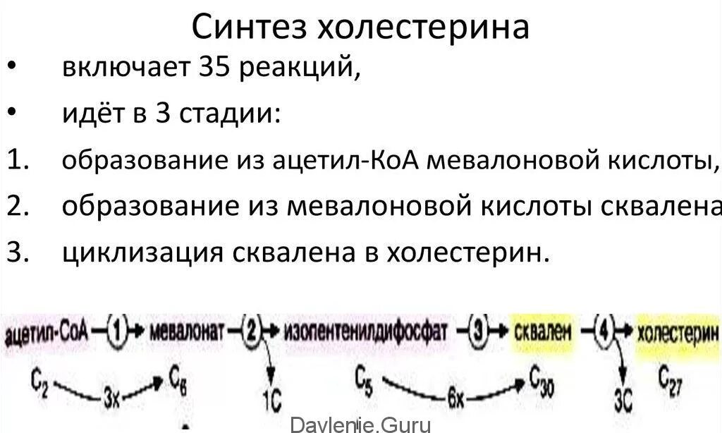 Ферменты холестерина. Этапы синтеза холестерина биохимия. Регуляция синтеза холестерина биохимия. Синтез холестерина биохимия реакции. Схема реакций синтеза холестерола.