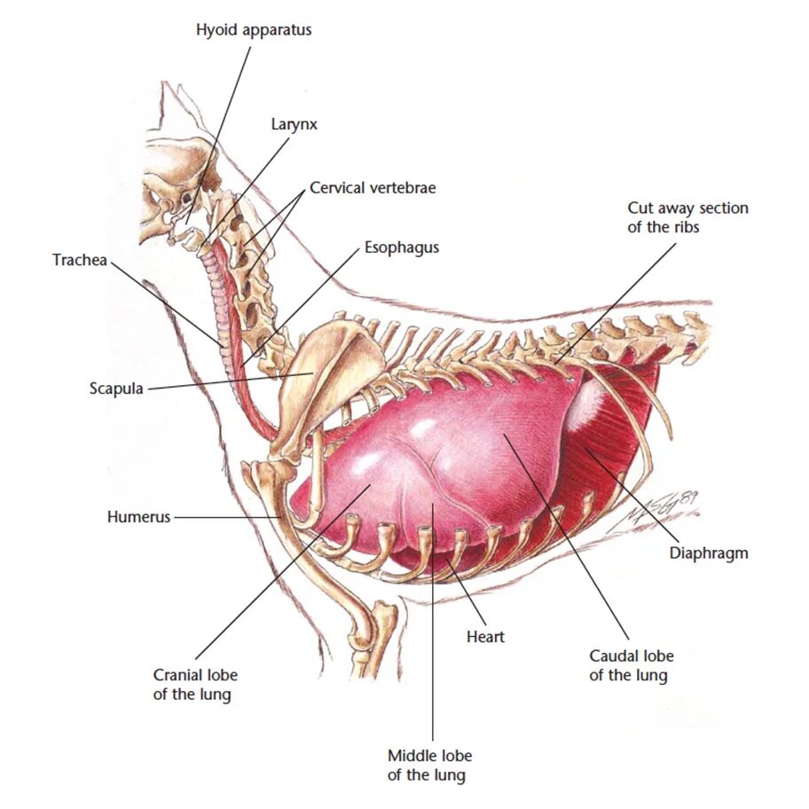 Пищевод кошки. Дыхательная система собаки анатомия. Органы дыхания собаки анатомия. Система органов дыхания собаки. Дыхательная система Ветеринария анатомия.