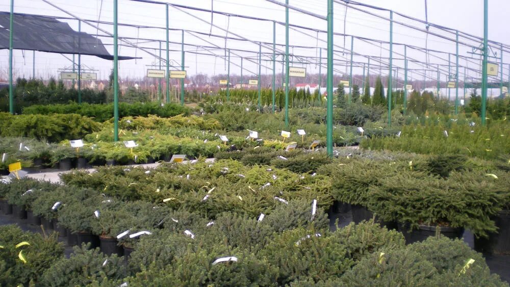 декоративные культуры барнаул. сайт магазина декоративные культуры барнаул. плохова». декоративные культуры барнаул. власихинская 57 барнаул декоративные культуры.