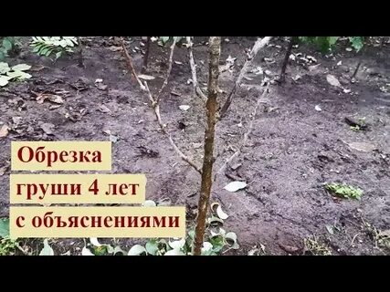 Обрезаем грушу видео