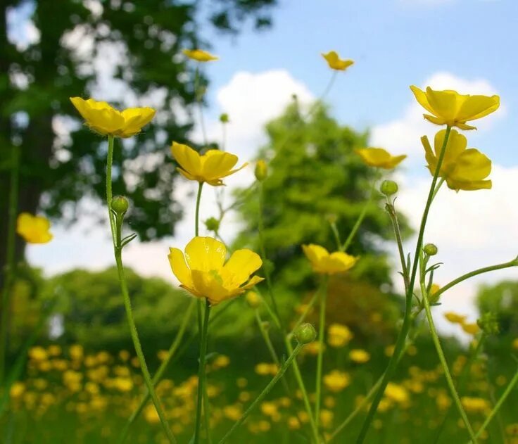 Free Images : nature, field, meadow, prairie, sunlight, leaf, flower, green, cro