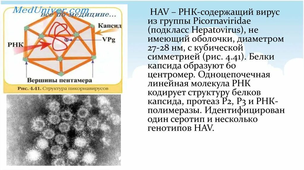 РНК содержащие вирусы. Какие вирусы относятся к РНК содержащим. Размер РНК содержащих вирусов. Заболевания вызванные РНК содержащими вирусами.