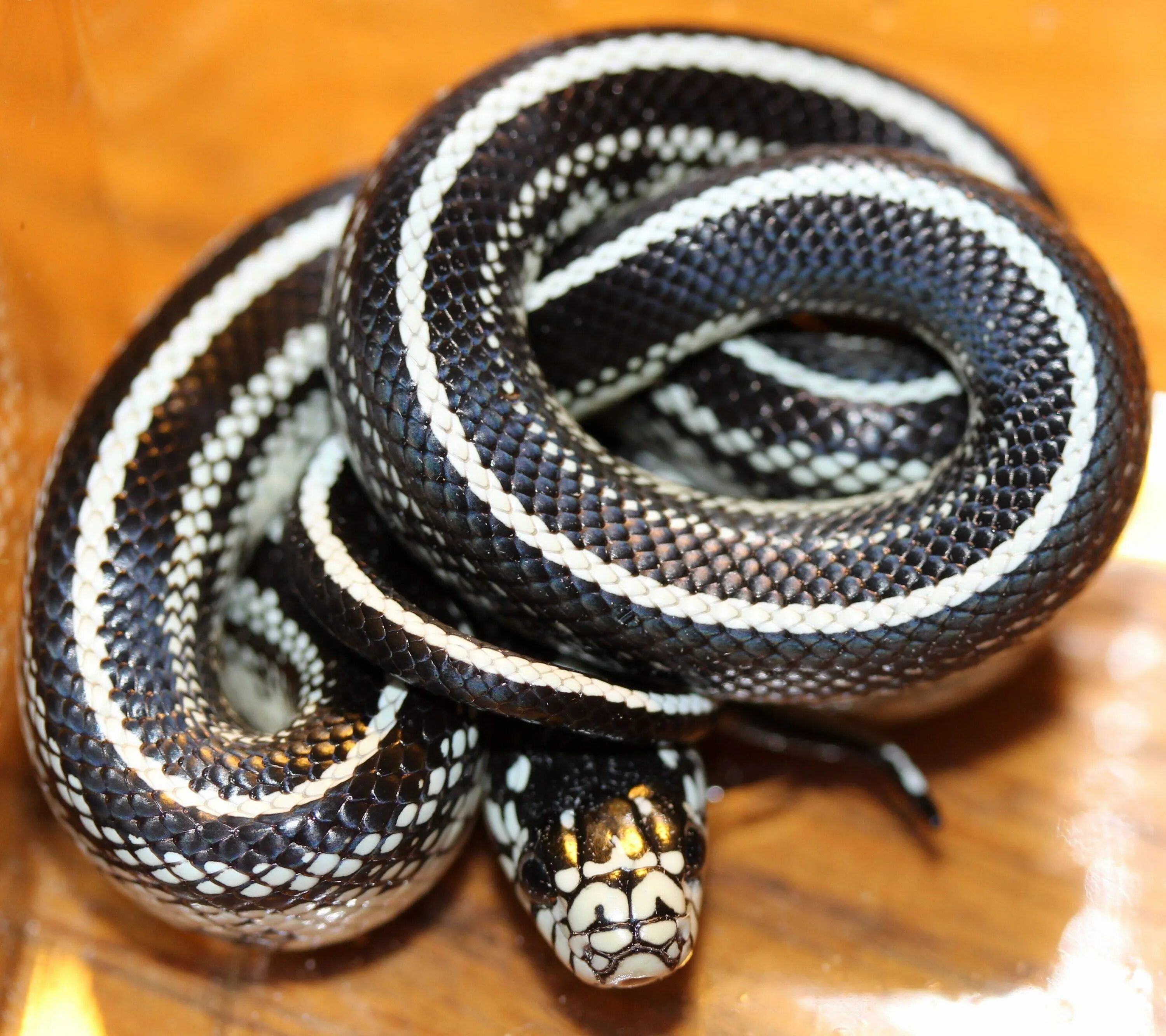 Темного змейка. Красноголовый Крайт змея. Lampropeltis getula. Черный Крайт змея. Черный полоз змея.