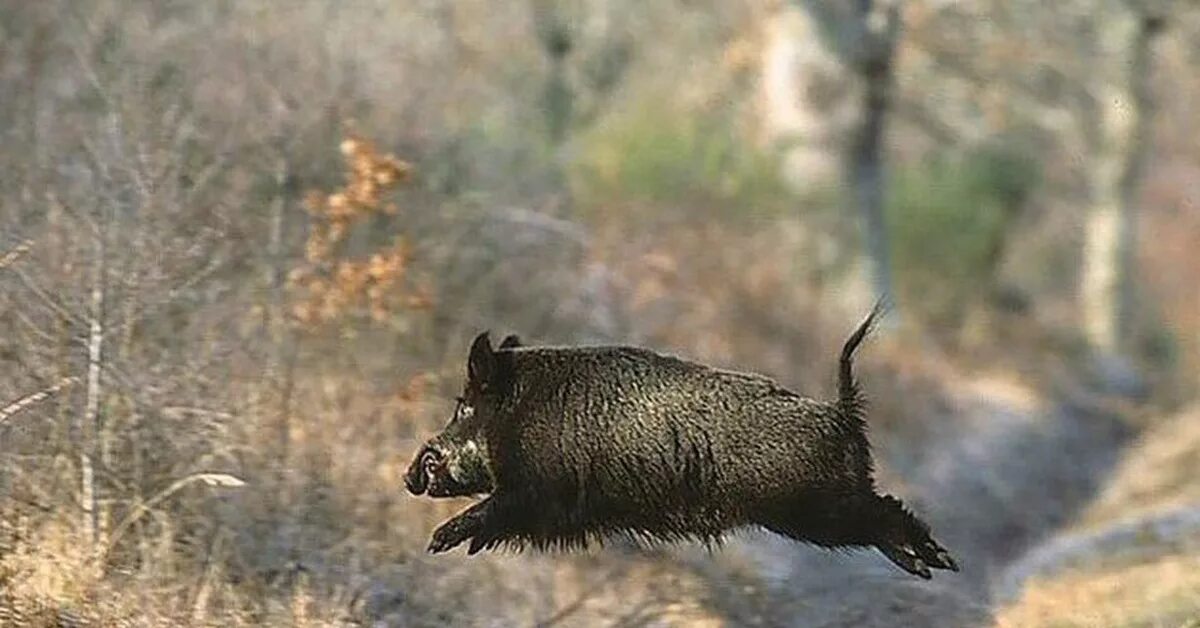 Кабан бежит. Кабан убегает. Кабанчик бежит. Кабан убегает. Кабанчик бежит.