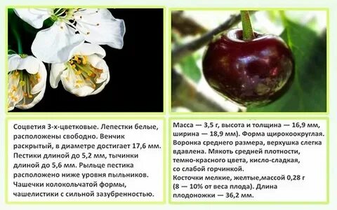 Шоколадница вишня описание сорта отзывы опылители
