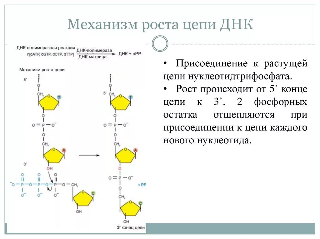 Матрицей является цепь днк. Цепь ДНК. Присоединение нуклеотидов к растущей цепи ДНК. Рост ДНК. Антипараллельность цепей ДНК.