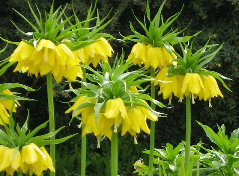 Рябчик императорский рубра. Цветок рябчик императорский. Рябчик императорский растение. Рябчик императорский королевский. Рябчик императорский рубра.