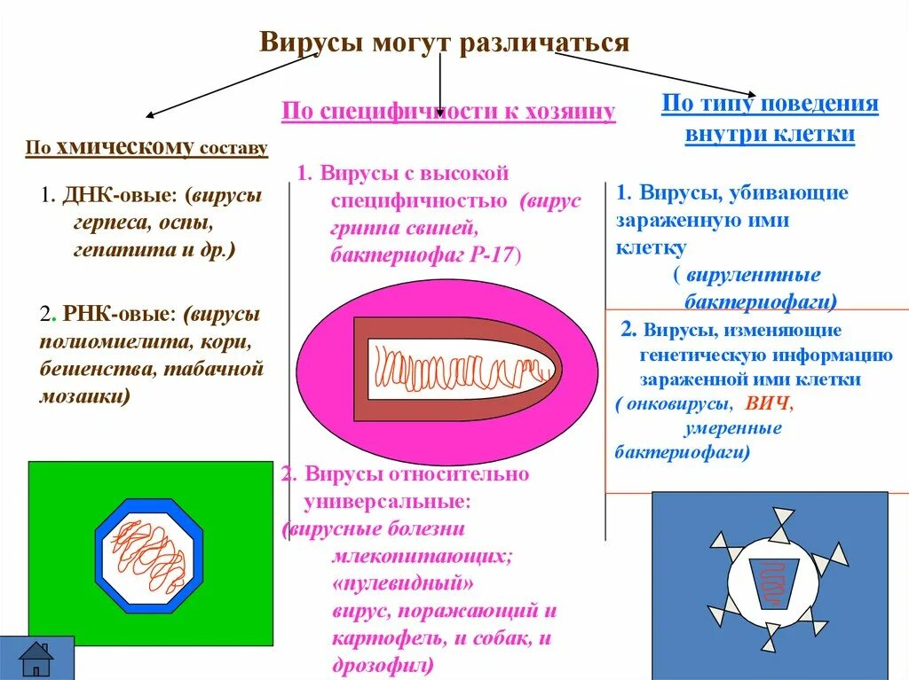 Почему вирусы можно. Классификация вирусов биология. Вирусы биология 10 класс. Вирусы схема конспект. Виды вирусов в биологии.