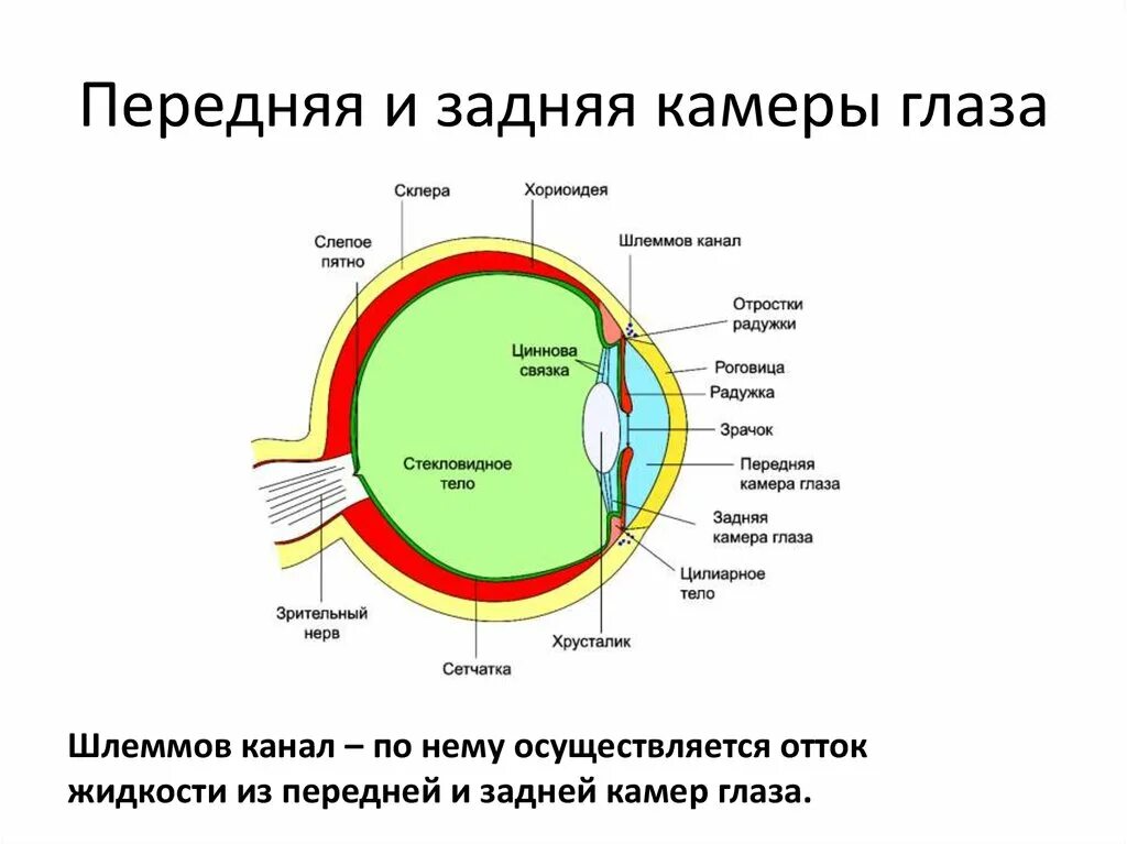 Функции передней камеры глаза. Функции передней и задней камеры глаза. Структуры ограничивающие заднюю камеру глаза. Строение глаза человека задняя водянистая камера.