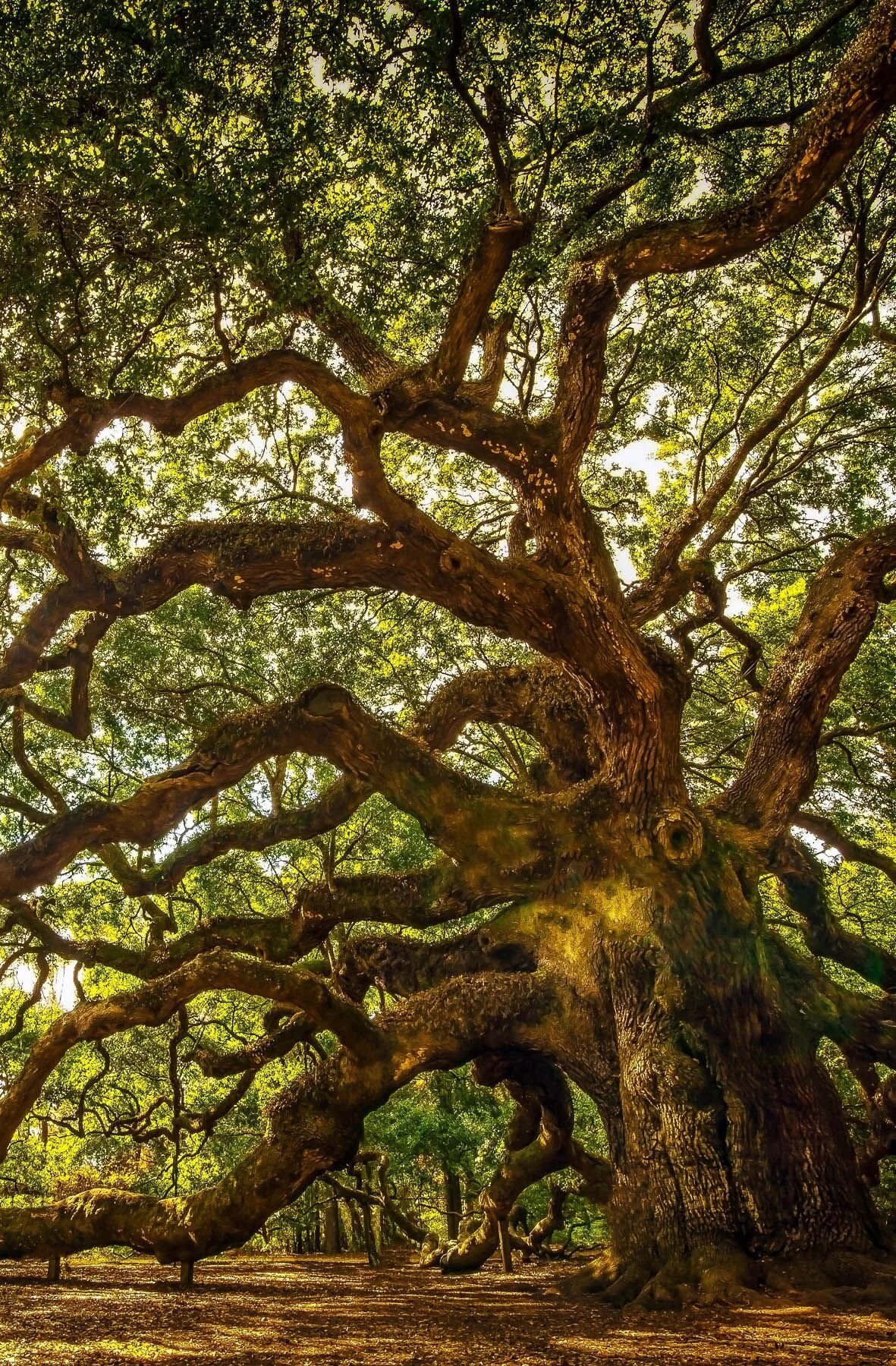 Checked trees