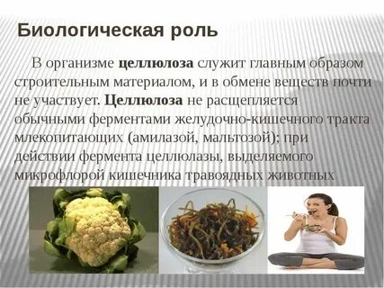 Способны расщеплять целлюлозу