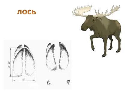 Схема к слову лось
