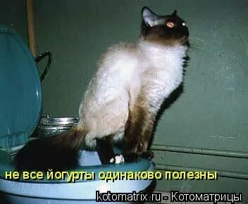 Хорошо быть кошкою