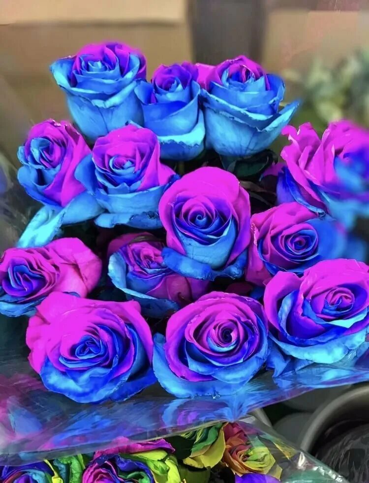 Эквадорские синие розы. Разноцветные цветы. Яркие розы.
