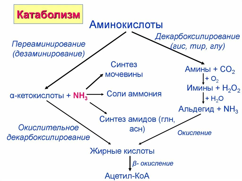 Фазы катаболизма этапы унификации субстратов окисления. Общая схема катаболизма аминокислот. общие пути катаболизма аминокислот. катаболизм аминокислот схема. катаболизм аминокислот биохимия.