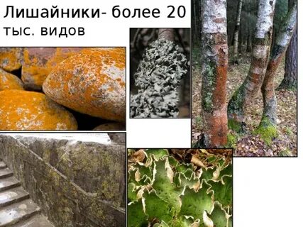 Субстрат лишайника