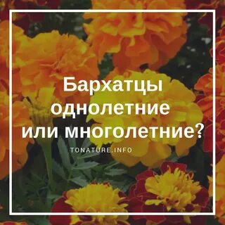 Бархатцы грунт