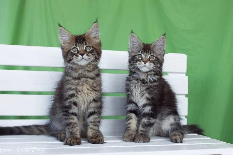 Два мейн куна в квартире. Мейн кун голубой мрамор. Питомник котят сйр. Котята породы мейн кун. Два мейн куна в доме.