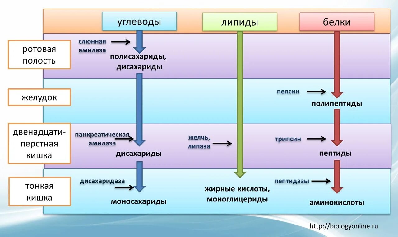 Конечные продукты белкового. На что распадаются белки жиры и углеводы. Где расщепляются белки жиры и углеводы. Переваривание белков жиров и углеводов. Схема расщепления питательных веществ.