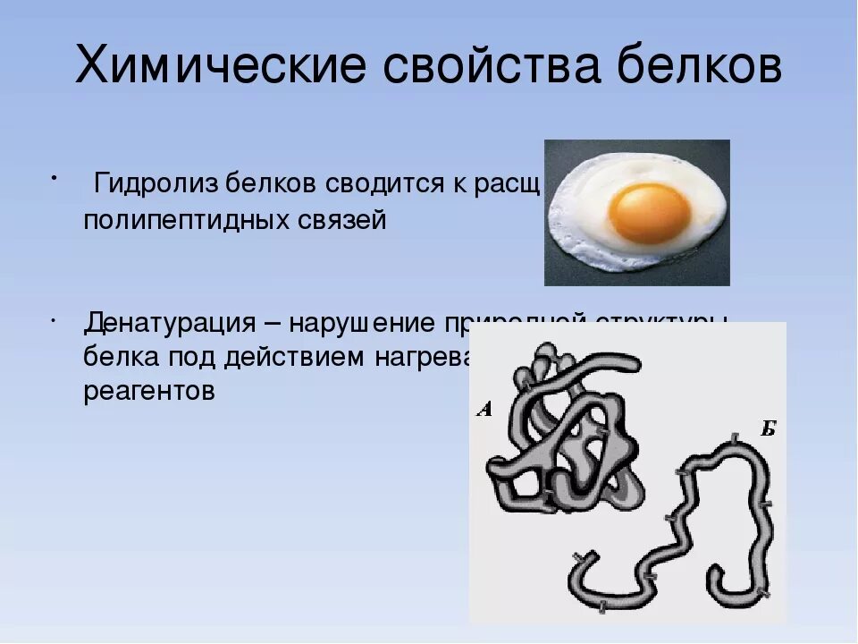 Общие свойства белка. Химические свойства белков. Гидролиз и денатурация белков. Белки химические свойства денатурация. Химические свойства белков денатурация.